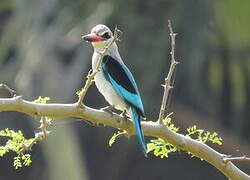 Woodland Kingfisher