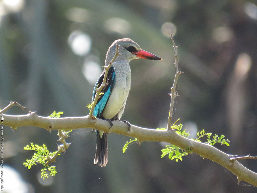 Woodland Kingfisher