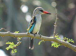 Woodland Kingfisher