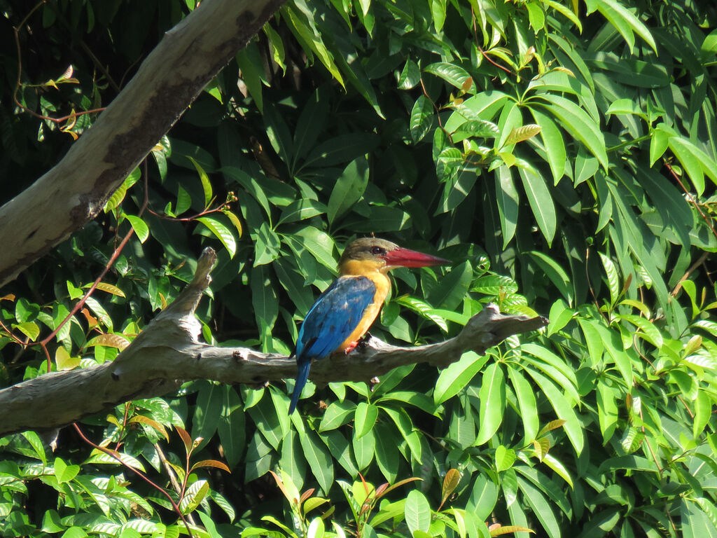 Stork-billed Kingfisher