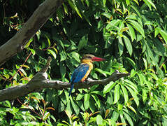 Stork-billed Kingfisher