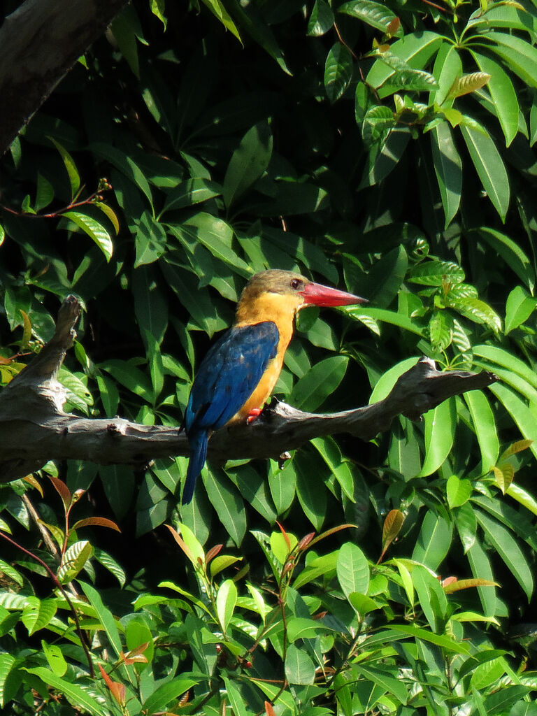 Stork-billed Kingfisher