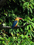 Stork-billed Kingfisher