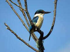 Sacred Kingfisher