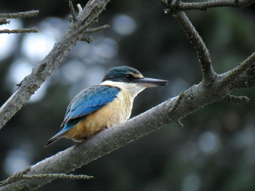 Sacred Kingfisher