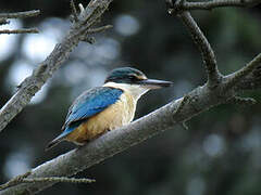 Sacred Kingfisher