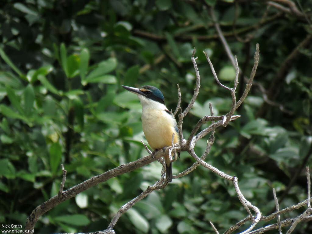 Sacred Kingfisheradult, habitat