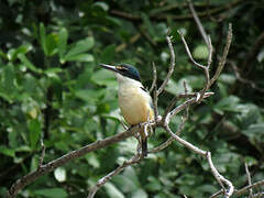 Sacred Kingfisher