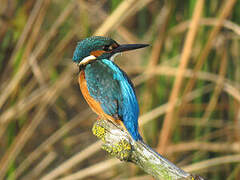 Common Kingfisher