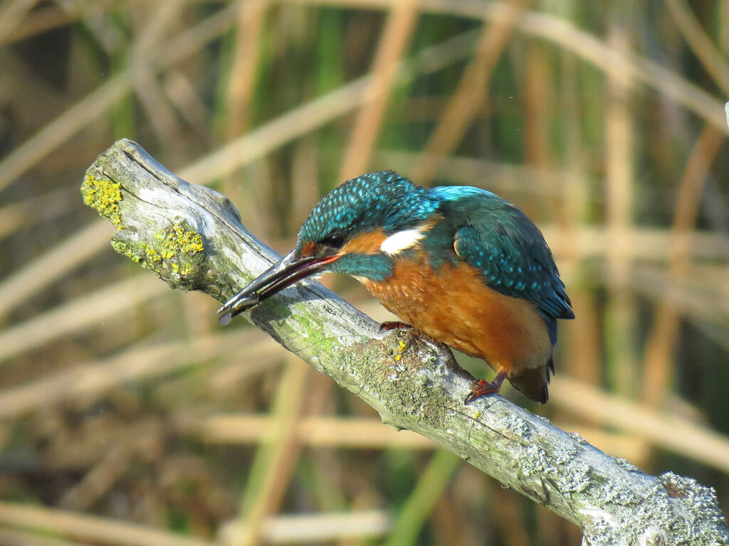 Common Kingfisher