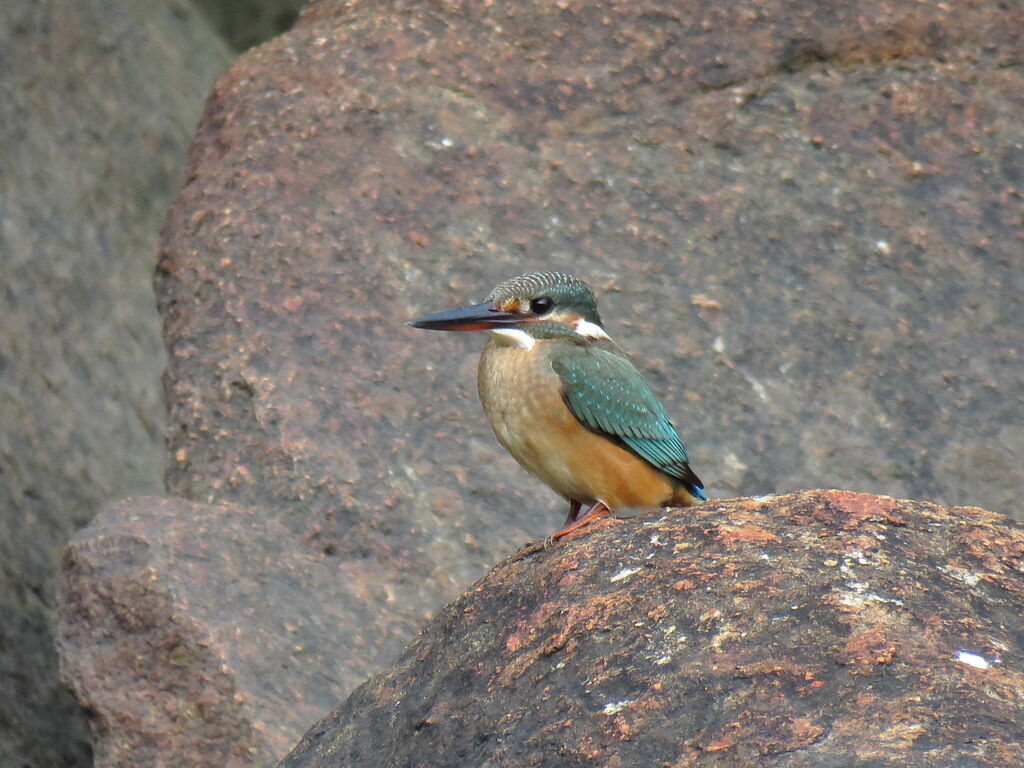 Common Kingfisher