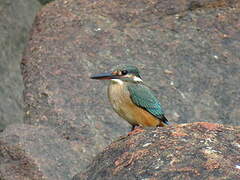 Common Kingfisher