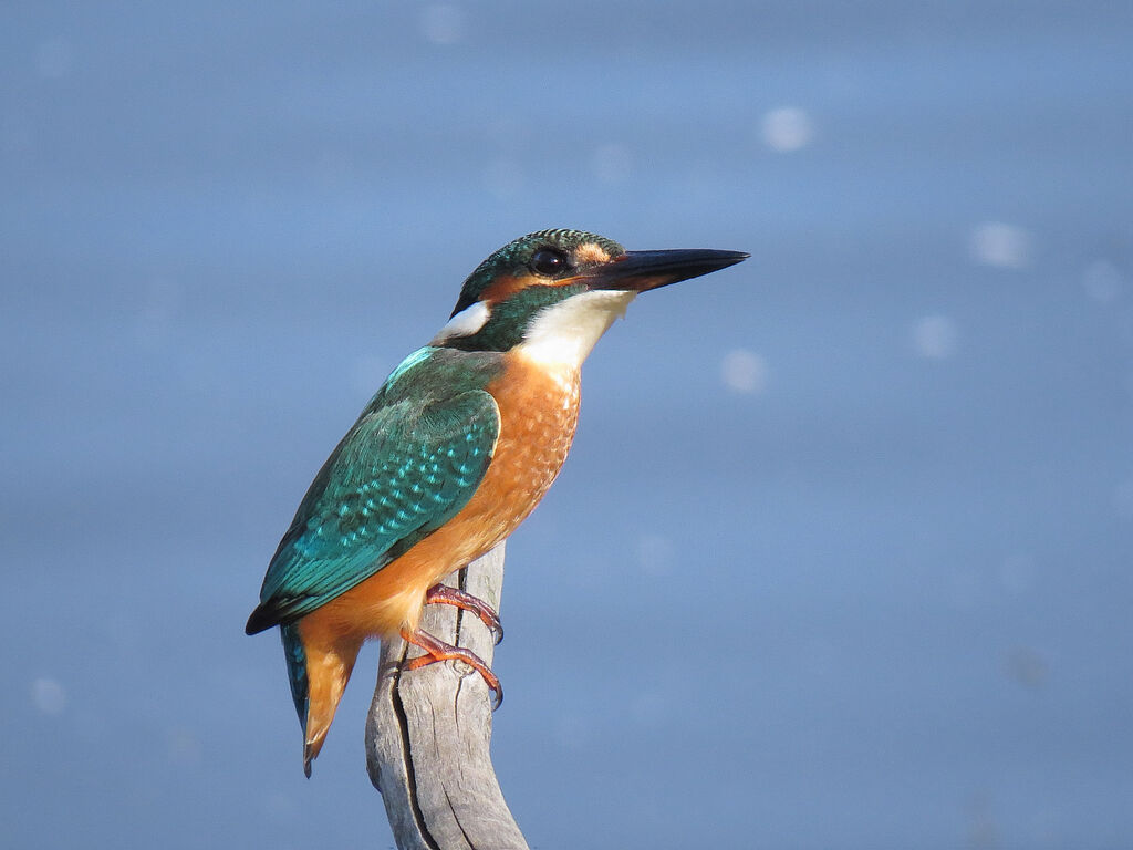 Common Kingfisher