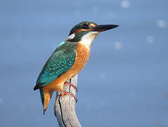 Common Kingfisher