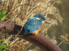 Common Kingfisher