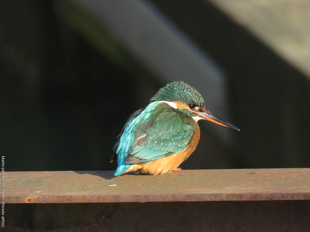 Common Kingfisher