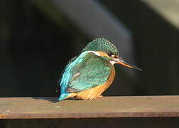 Common Kingfisher