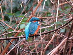 Common Kingfisher