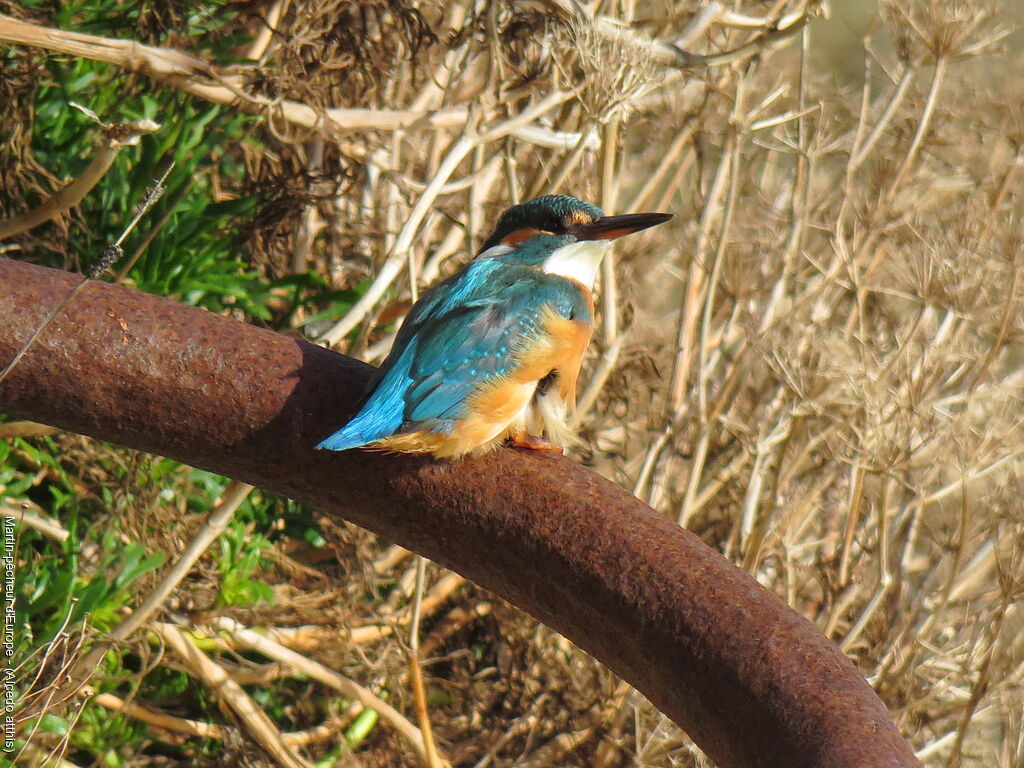 Common Kingfisher