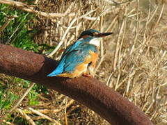 Common Kingfisher