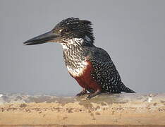 Giant Kingfisher