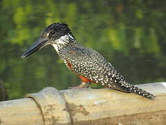 Giant Kingfisher