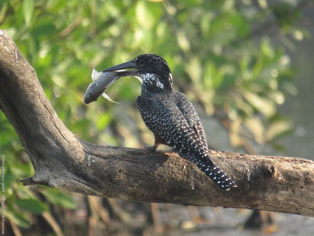 Giant Kingfisher