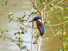 Malachite Kingfisher