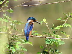 Malachite Kingfisher