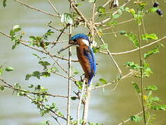 Malachite Kingfisher