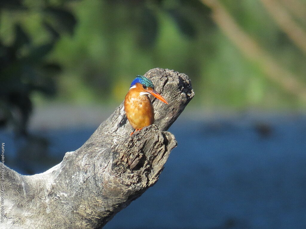 Malachite Kingfisher