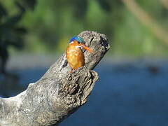 Malachite Kingfisher