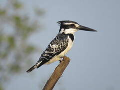 Pied Kingfisher