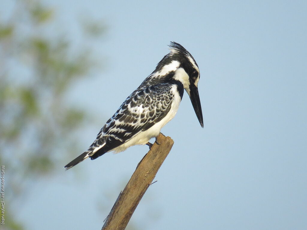 Pied Kingfisher