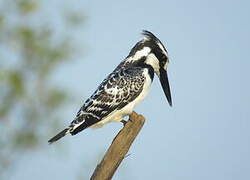 Pied Kingfisher