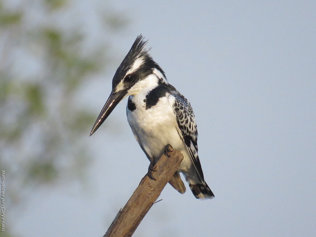 Pied Kingfisher