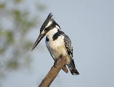 Pied Kingfisher