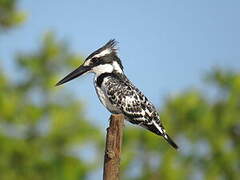 Pied Kingfisher