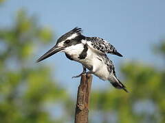 Pied Kingfisher