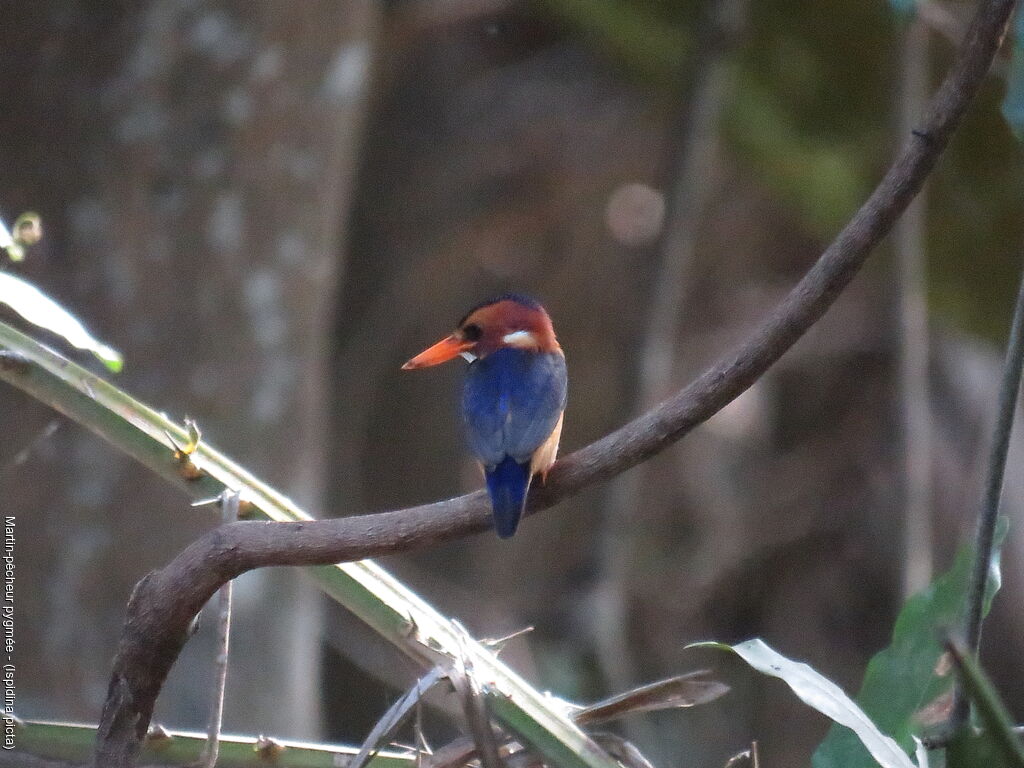 African Pygmy Kingfisher