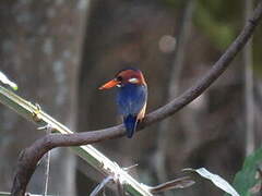 African Pygmy Kingfisher