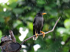 Javan Myna