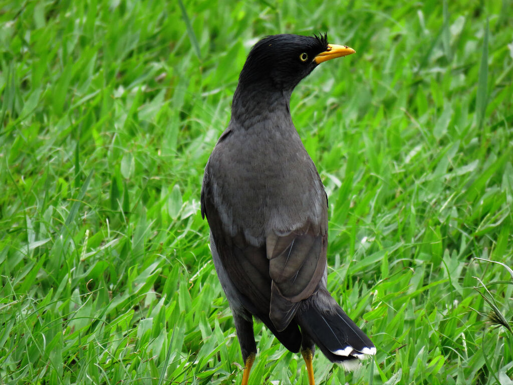 Javan Myna