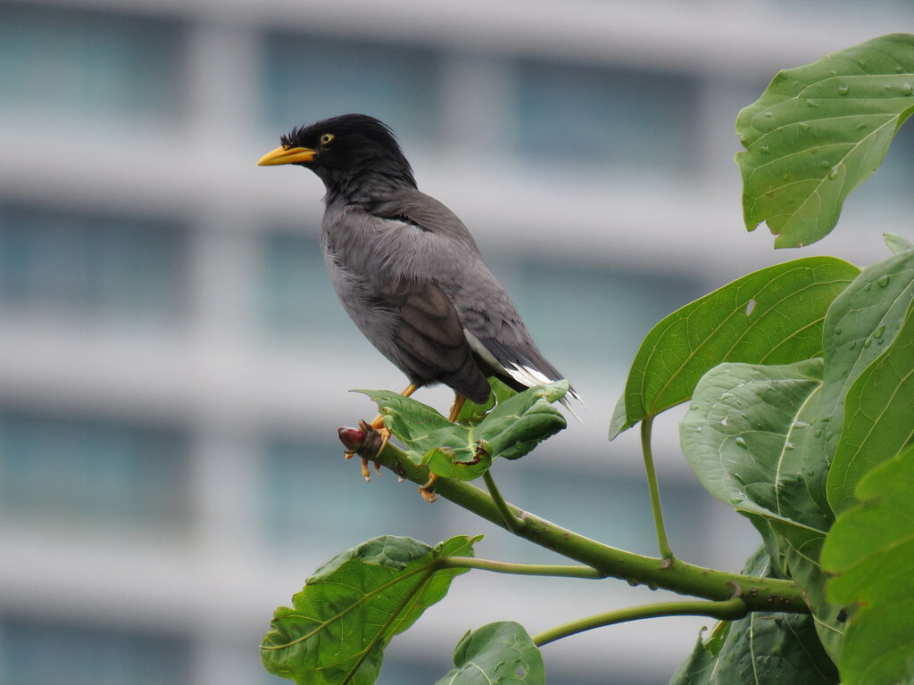 Javan Myna