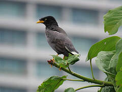 Javan Myna