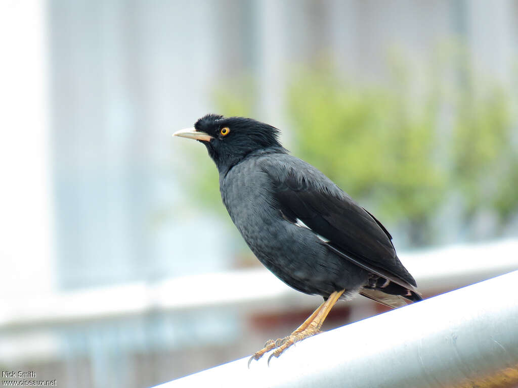 Crested Mynaadult, identification