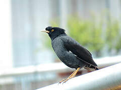 Crested Myna