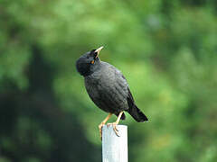 Crested Myna