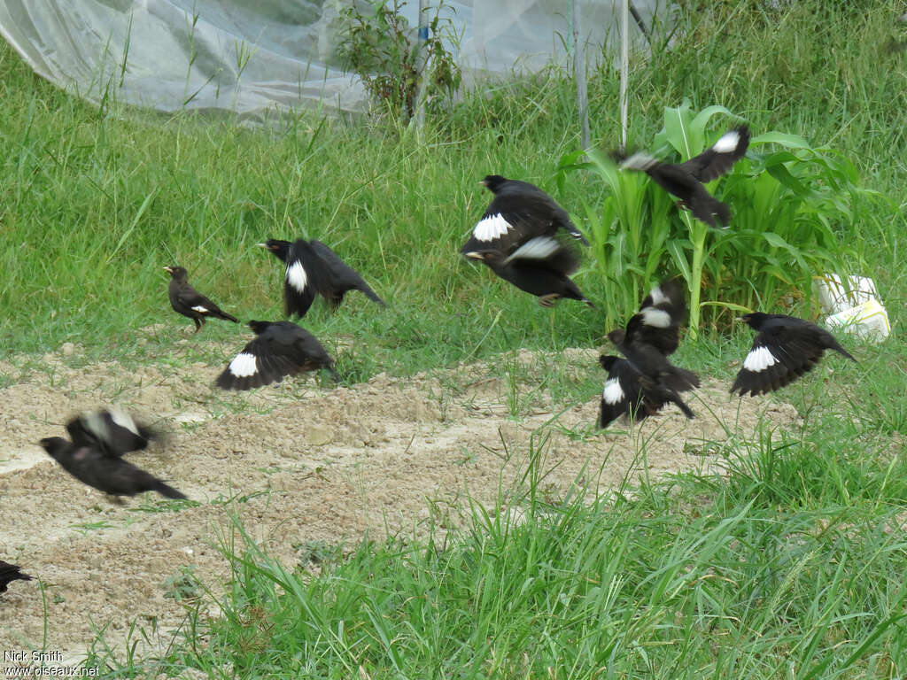 Crested Myna, pigmentation, Flight