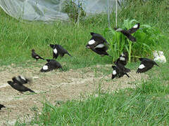 Crested Myna